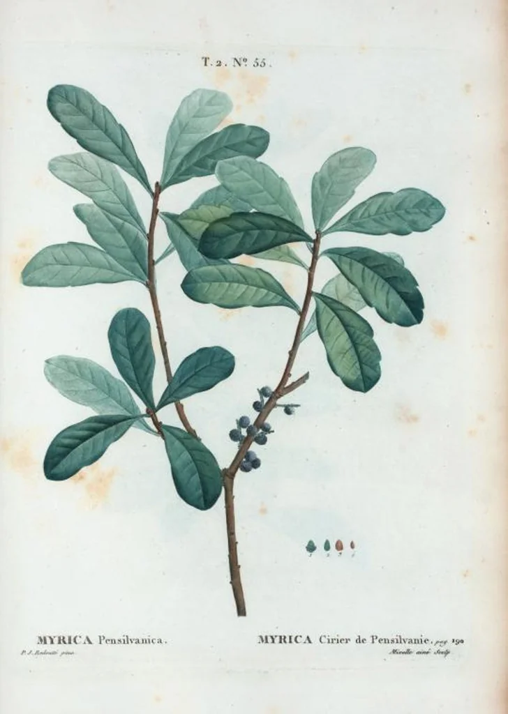 An illustration from Nouveau Duhamel, 1801, leaf 117
