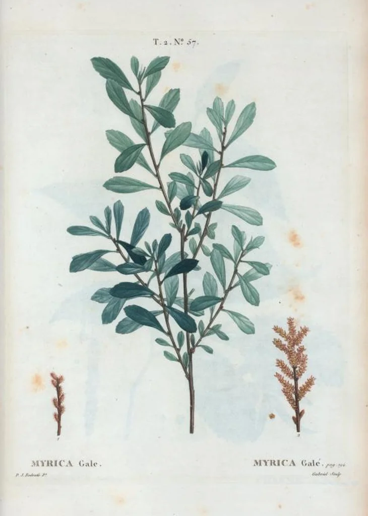 An illustration from Nouveau Duhamel, 1801, leaf 119