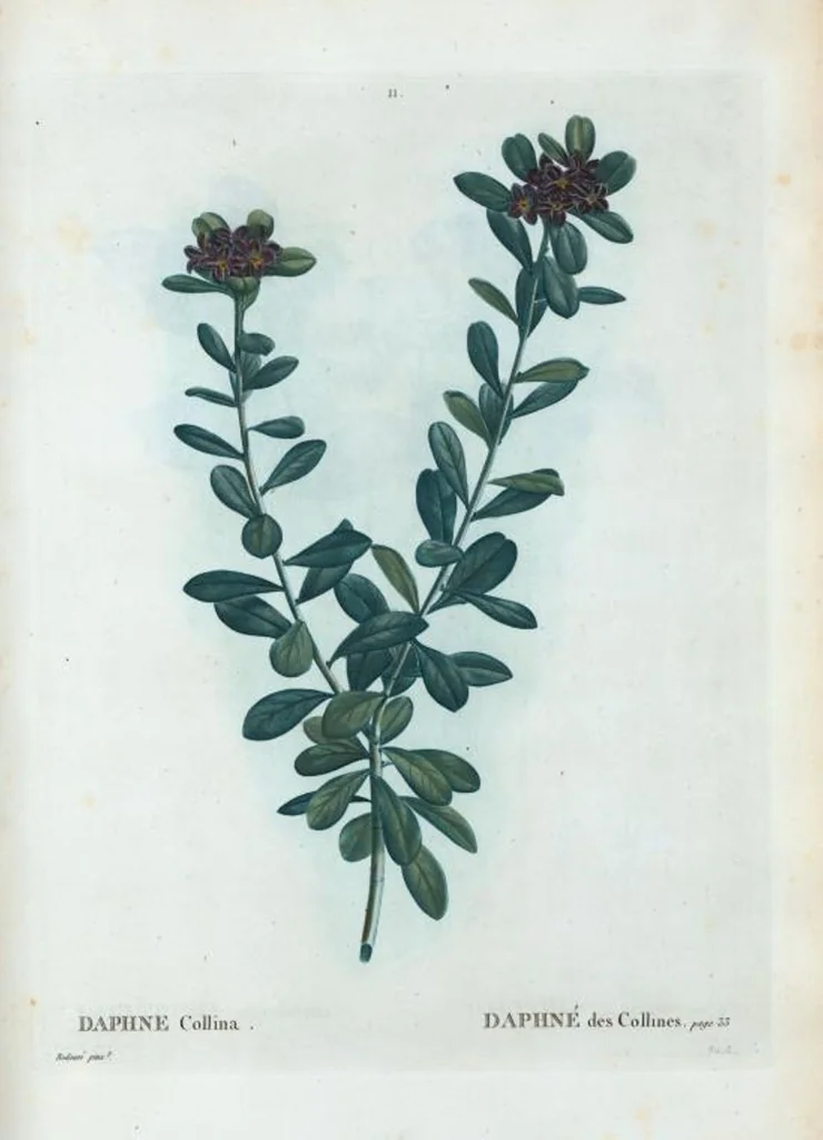 An illustration from Nouveau Duhamel, 1801, leaf 12
