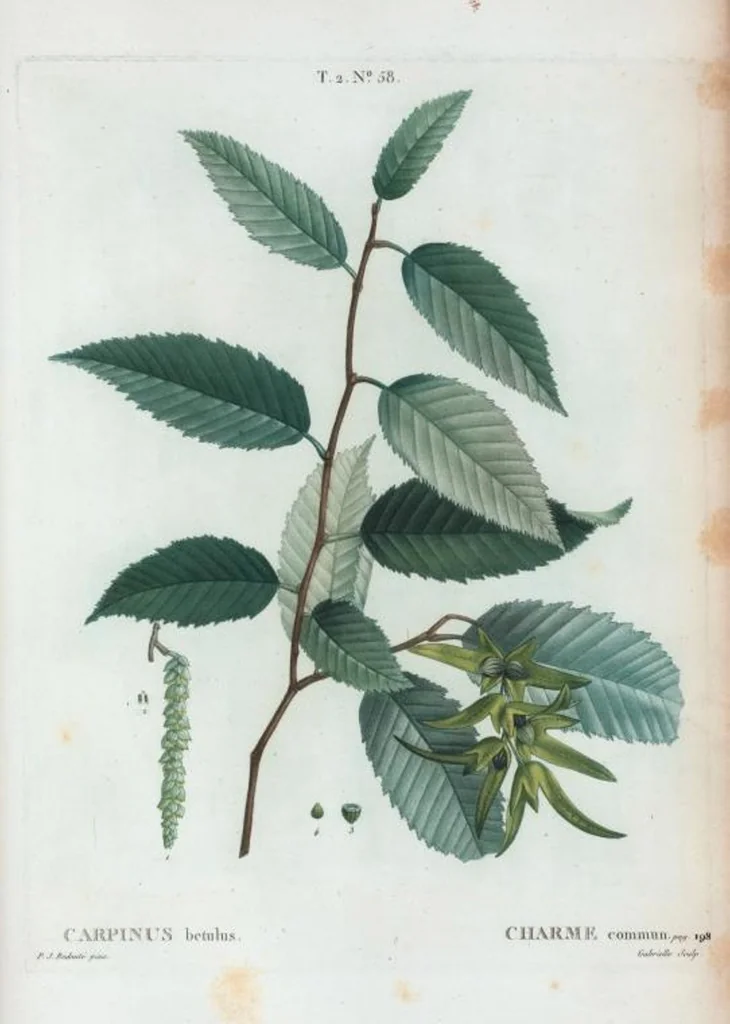 An illustration from Nouveau Duhamel, 1801, leaf 120