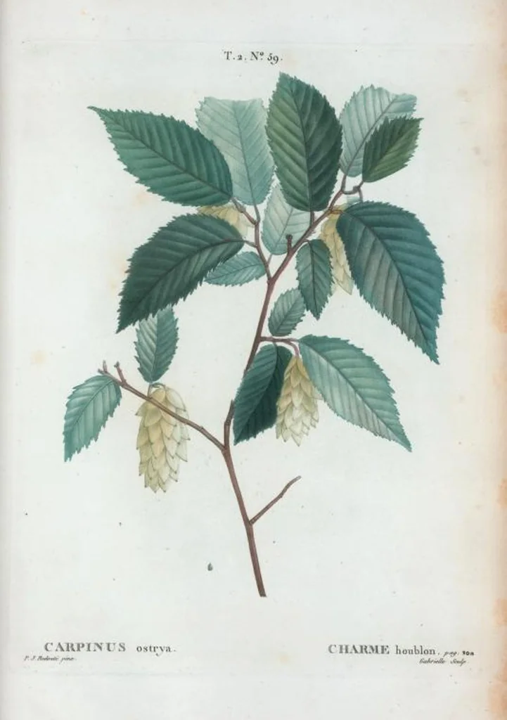 An illustration from Nouveau Duhamel, 1801, leaf 121