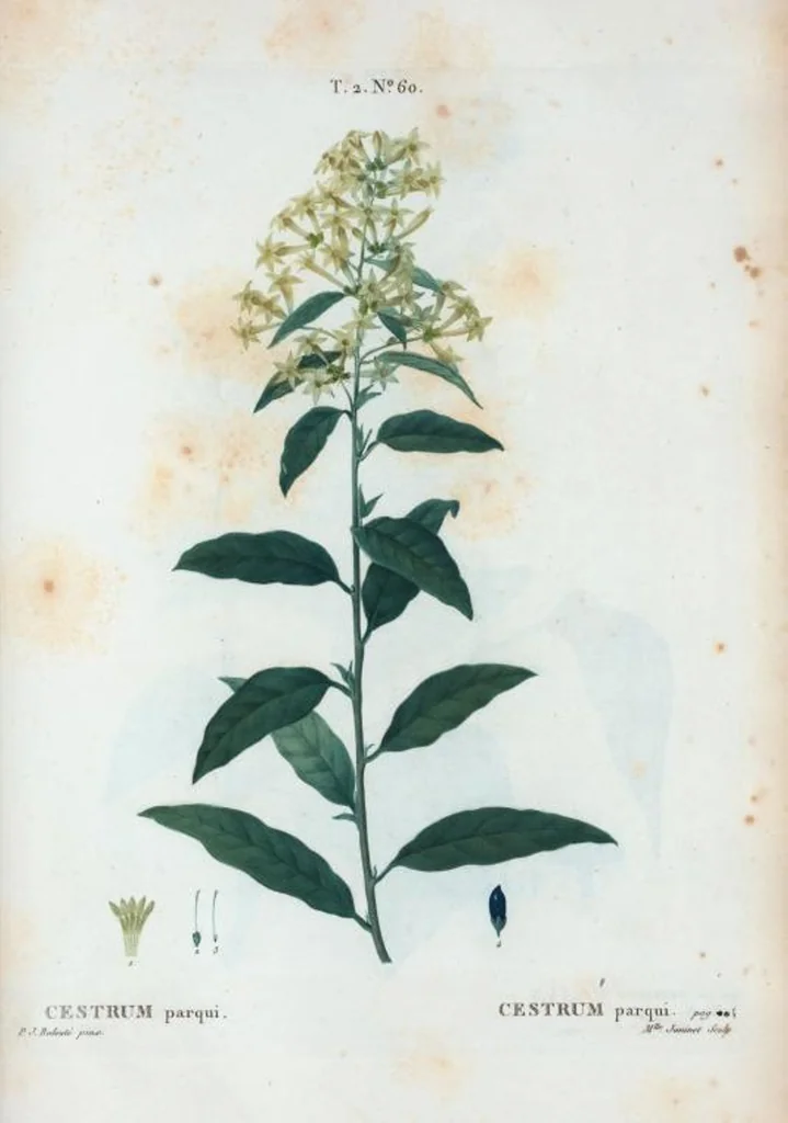 An illustration from Nouveau Duhamel, 1801, leaf 122