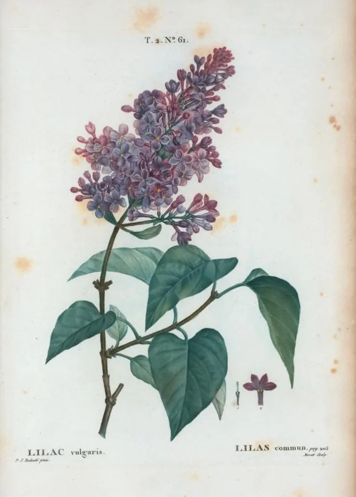 An illustration from Nouveau Duhamel, 1801, leaf 123
