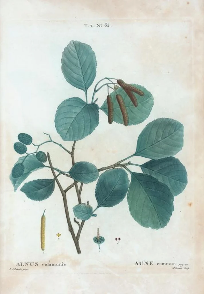 An illustration from Nouveau Duhamel, 1801, leaf 126