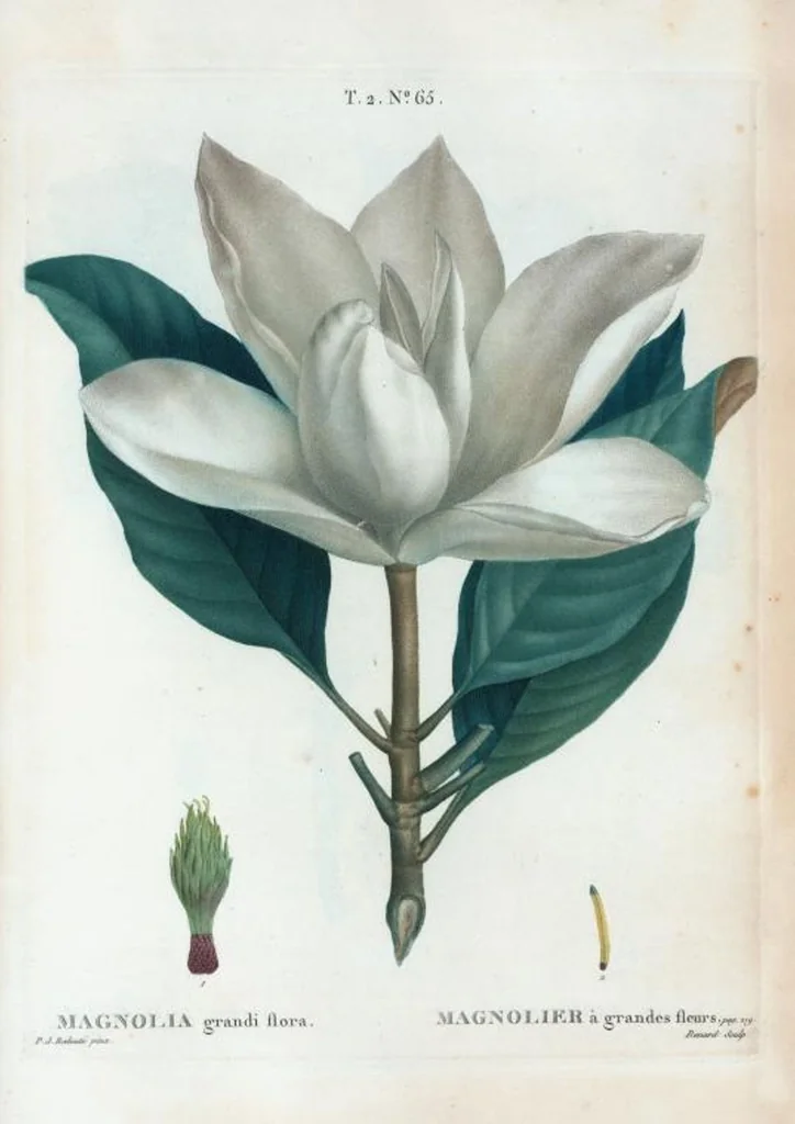 An illustration from Nouveau Duhamel, 1801, leaf 127
