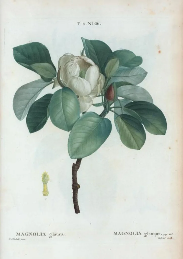 An illustration from Nouveau Duhamel, 1801, leaf 128