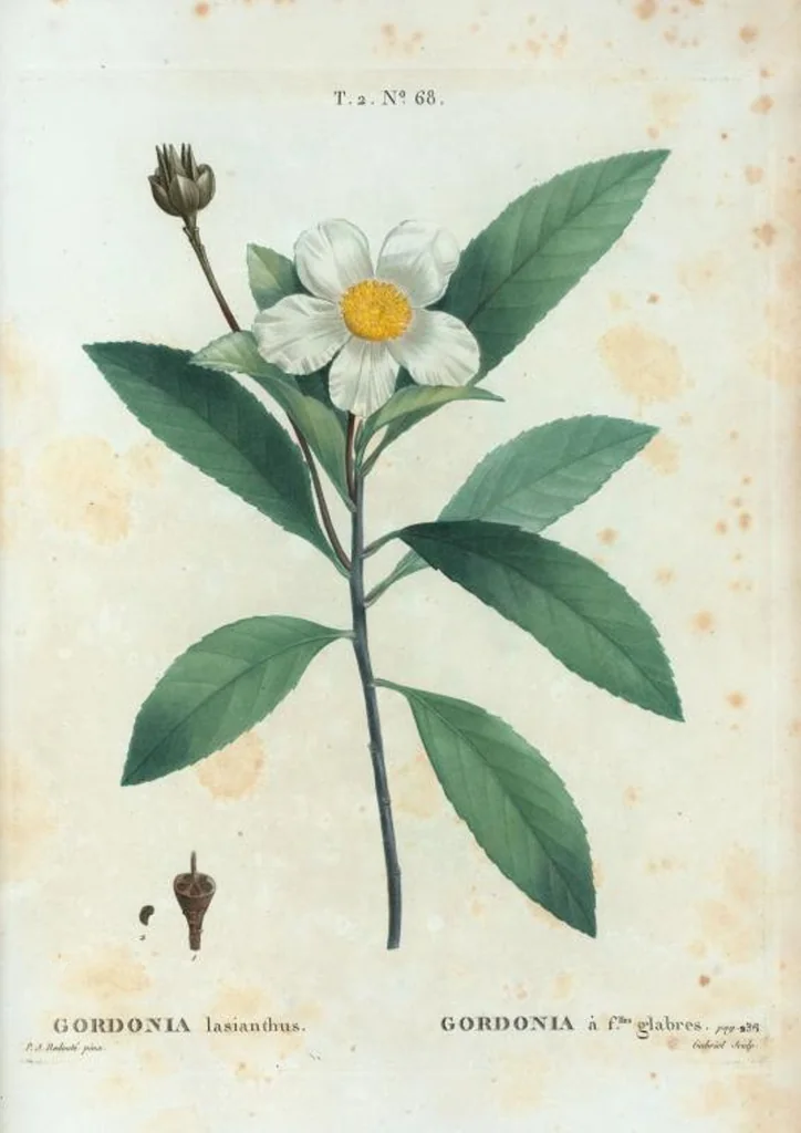 An illustration from Nouveau Duhamel, 1801, leaf 131