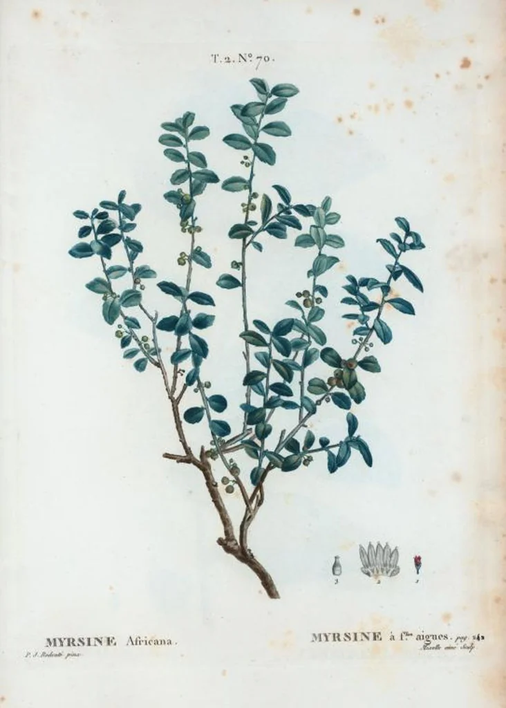 An illustration from Nouveau Duhamel, 1801, leaf 133