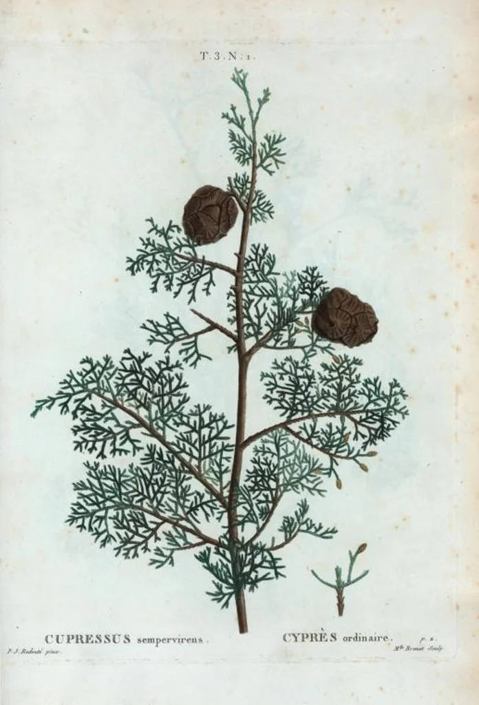 An illustration from Nouveau Duhamel, 1801, leaf 135