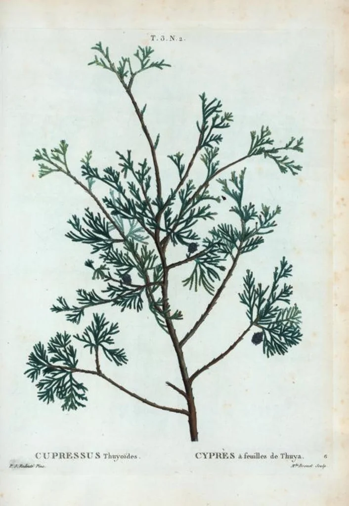 An illustration from Nouveau Duhamel, 1801, leaf 136