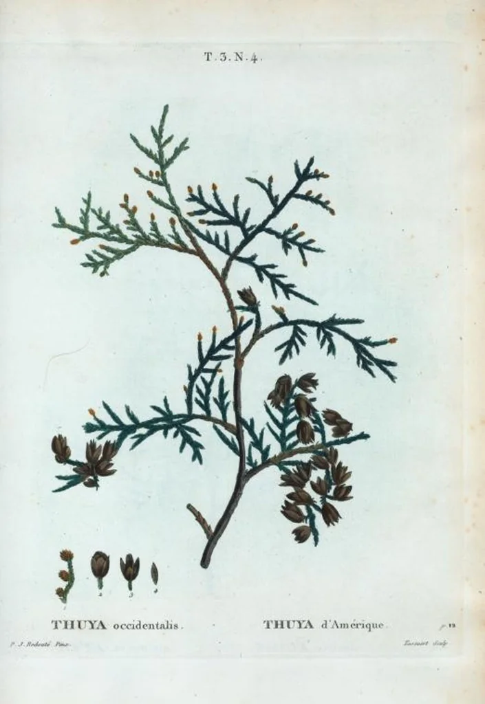 An illustration from Nouveau Duhamel, 1801, leaf 138