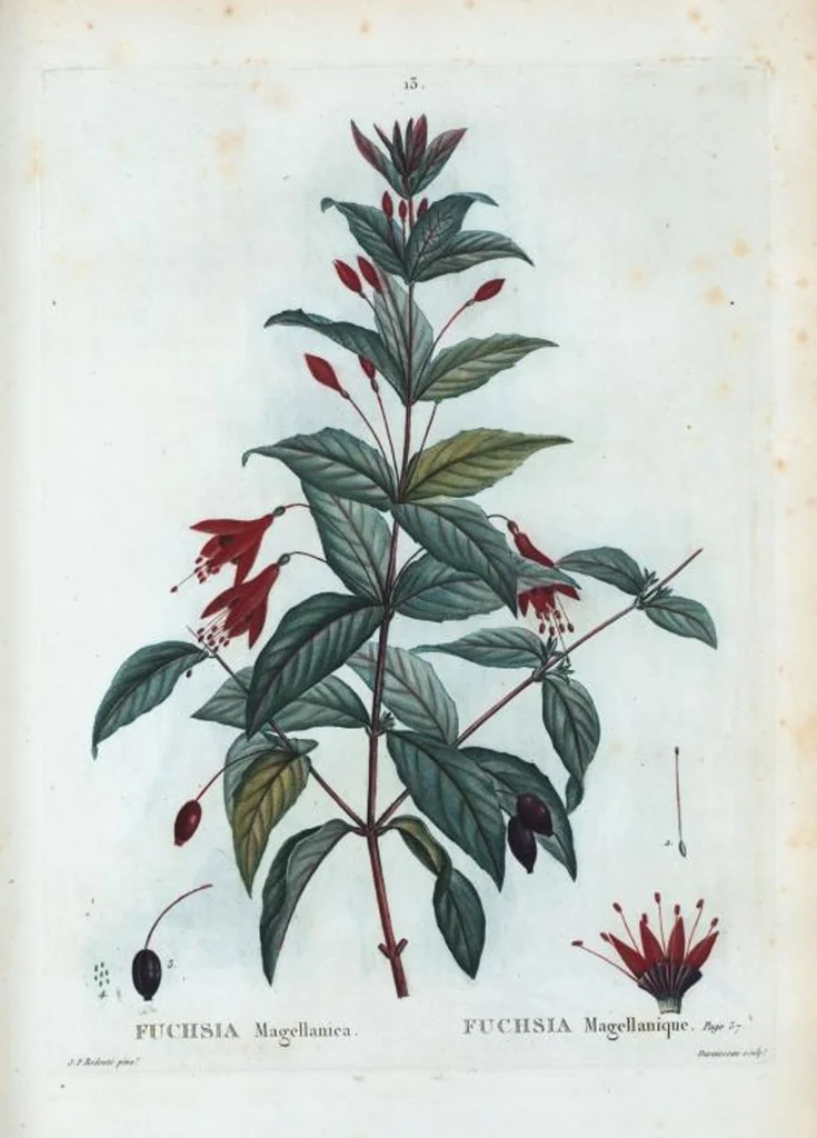 An illustration from Nouveau Duhamel, 1801, leaf 14