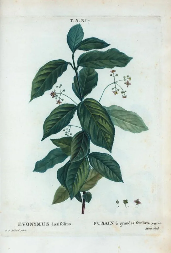 An illustration from Nouveau Duhamel, 1801, leaf 141