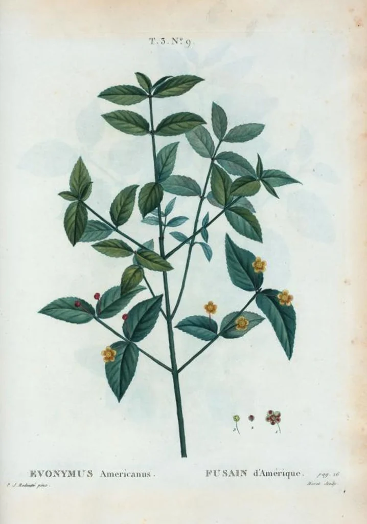 An illustration from Nouveau Duhamel, 1801, leaf 143