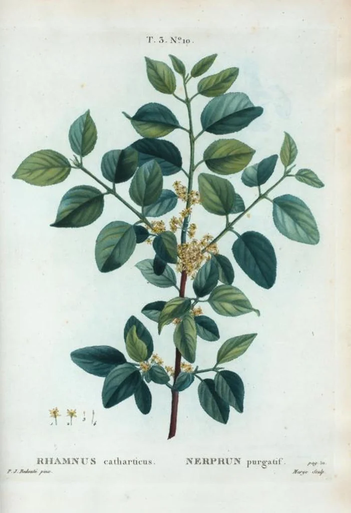 An illustration from Nouveau Duhamel, 1801, leaf 144