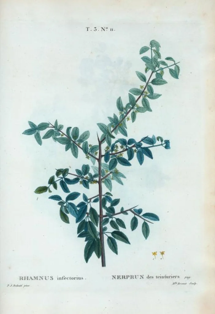 An illustration from Nouveau Duhamel, 1801, leaf 145