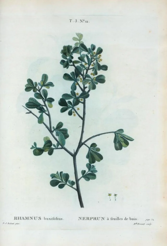An illustration from Nouveau Duhamel, 1801, leaf 146