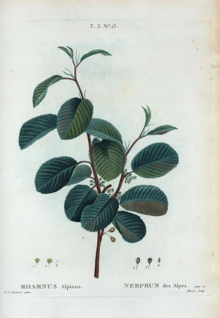 An illustration from Nouveau Duhamel, 1801, leaf 147
