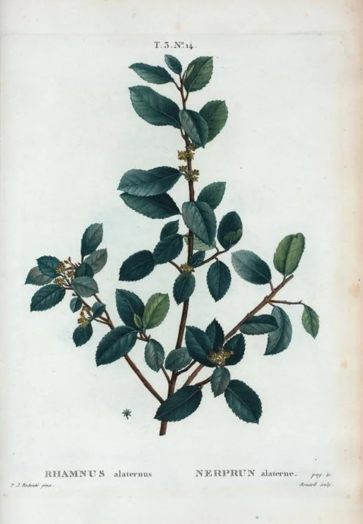 An illustration from Nouveau Duhamel, 1801, leaf 148