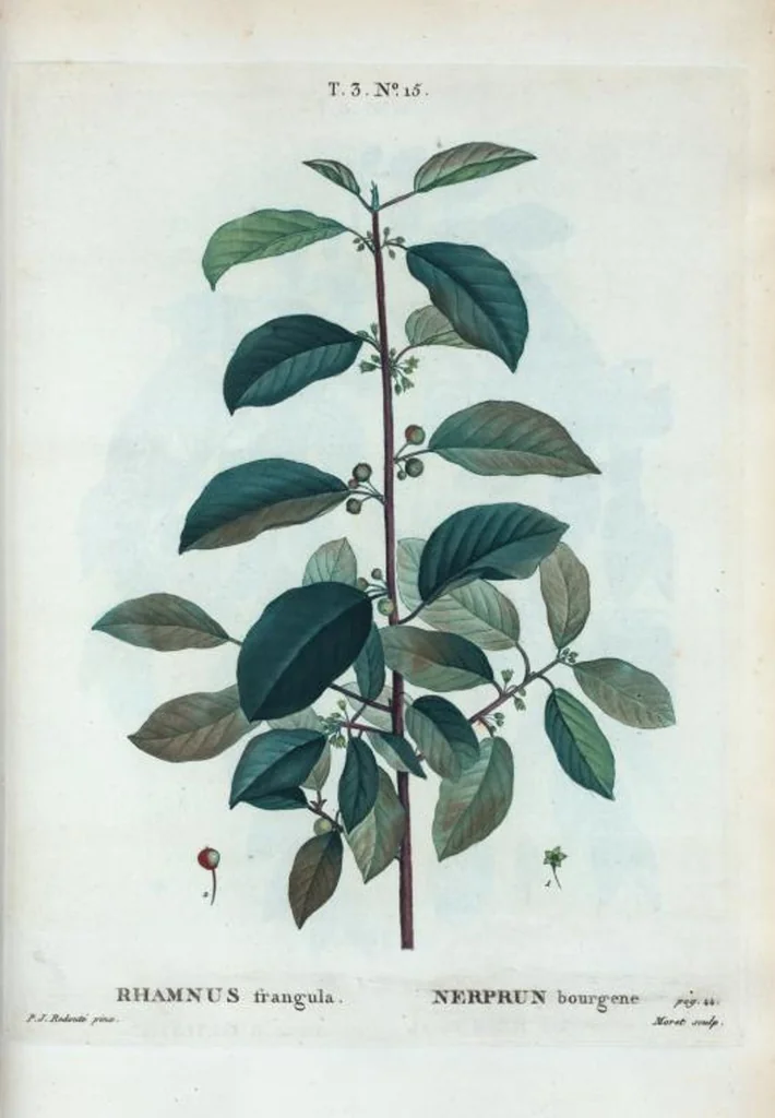 An illustration from Nouveau Duhamel, 1801, leaf 149
