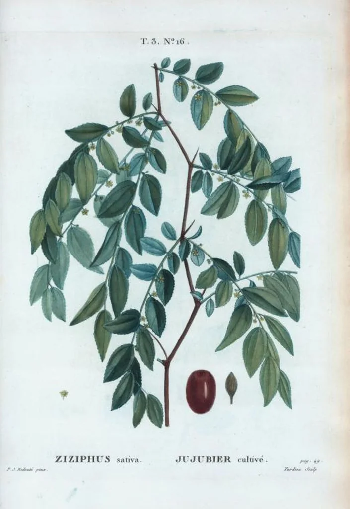 An illustration from Nouveau Duhamel, 1801, leaf 150