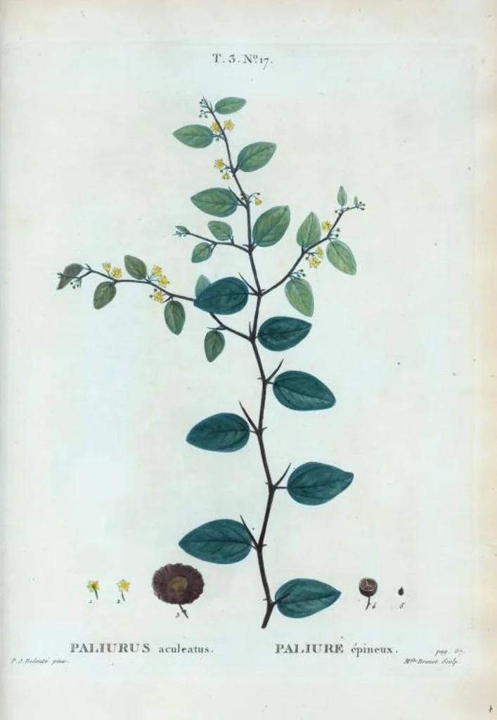 An illustration from Nouveau Duhamel, 1801, leaf 151
