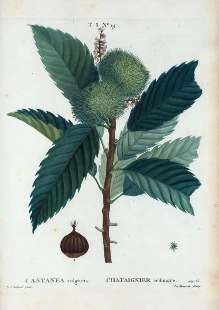 An illustration from Nouveau Duhamel, 1801, leaf 153