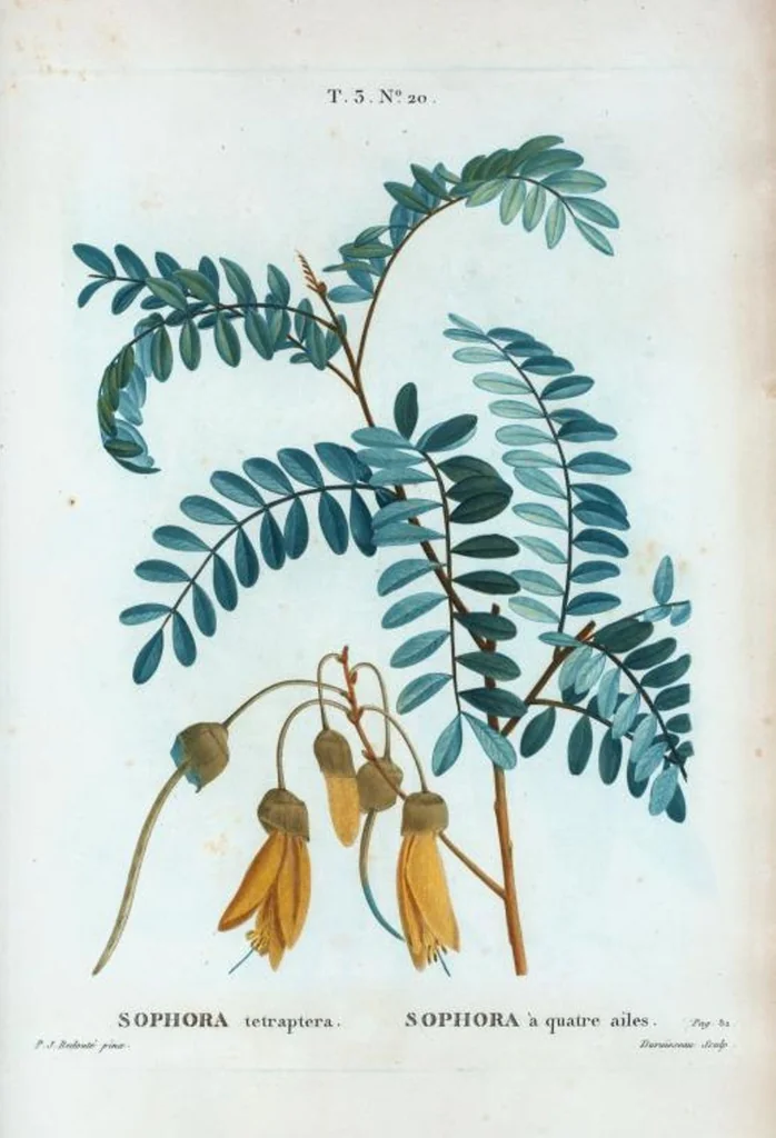 An illustration from Nouveau Duhamel, 1801, leaf 154