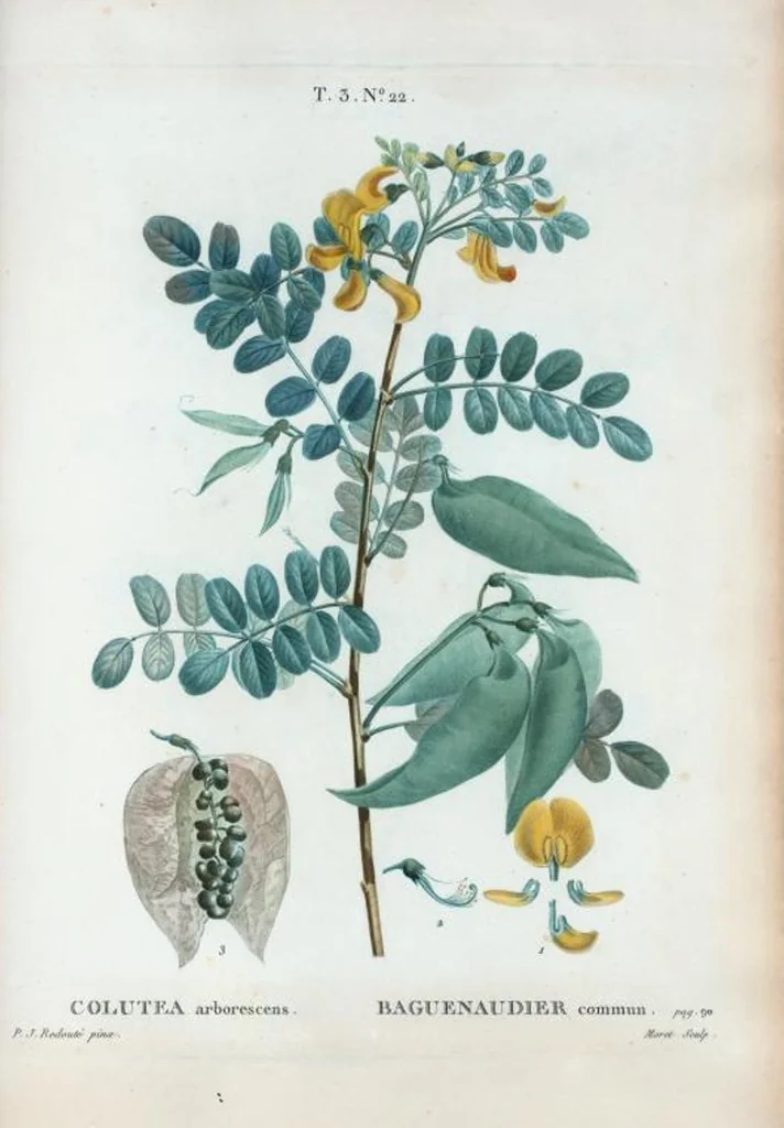 An illustration from Nouveau Duhamel, 1801, leaf 156