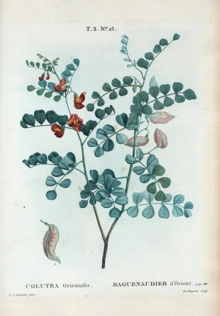 An illustration from Nouveau Duhamel, 1801, leaf 157