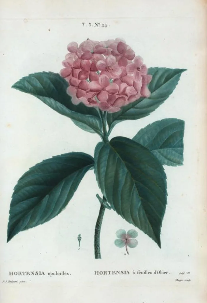 An illustration from Nouveau Duhamel, 1801, leaf 158