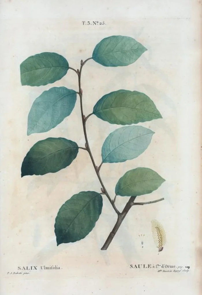 An illustration from Nouveau Duhamel, 1801, leaf 159