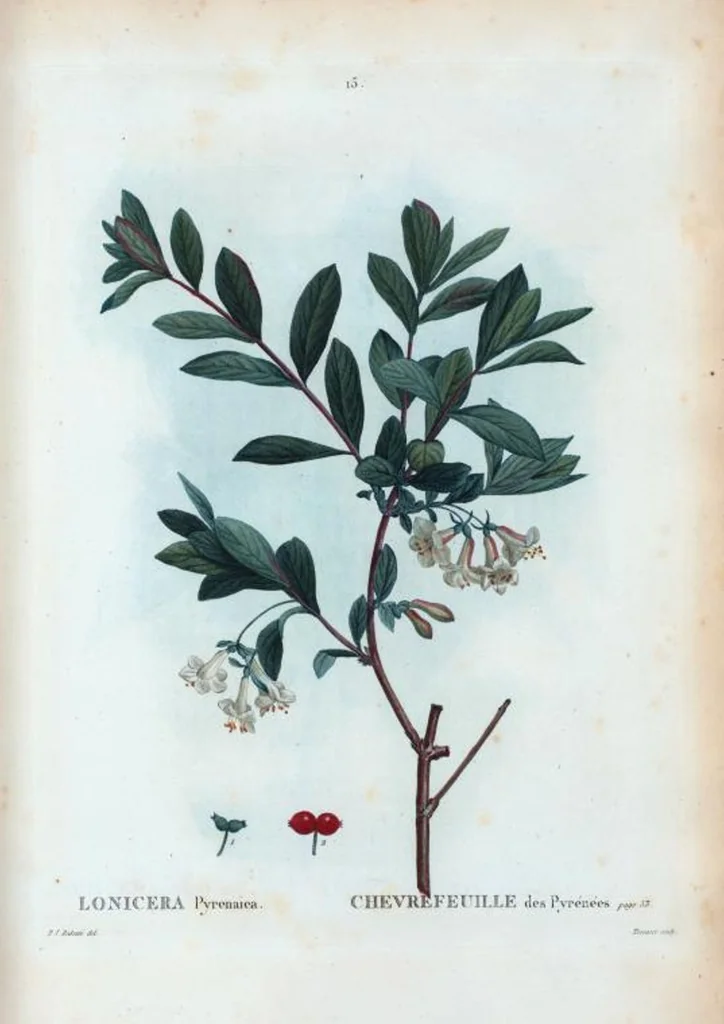 An illustration from Nouveau Duhamel, 1801, leaf 16