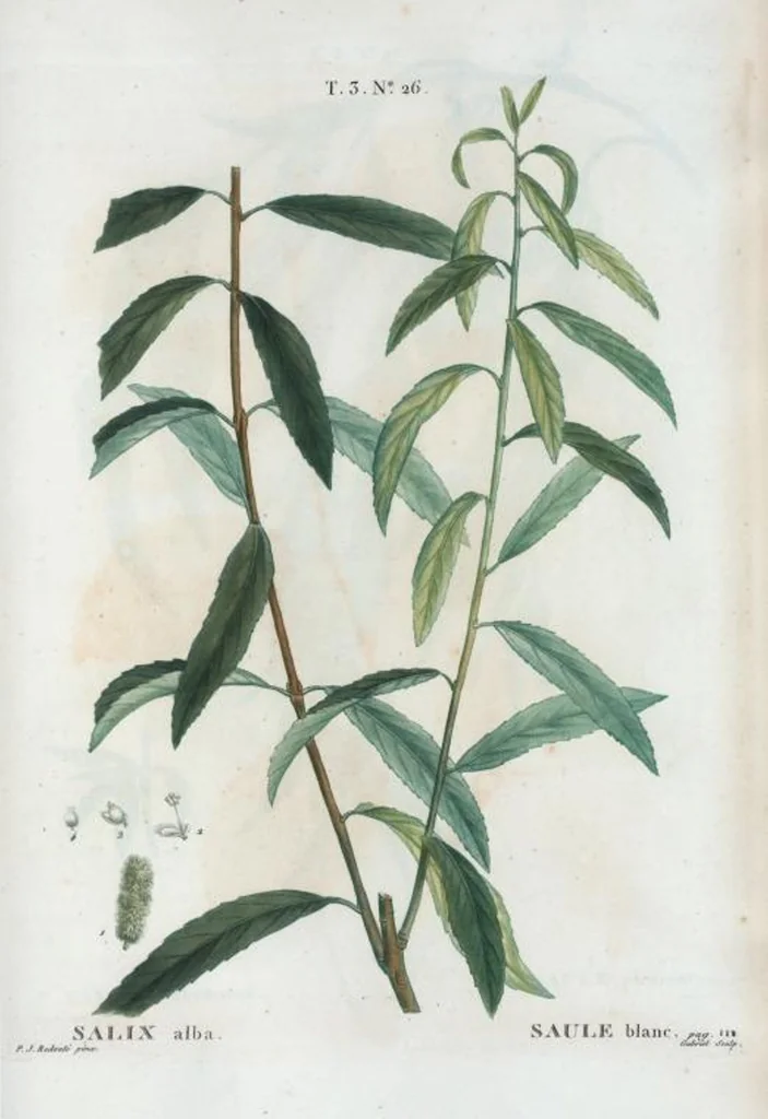 An illustration from Nouveau Duhamel, 1801, leaf 160