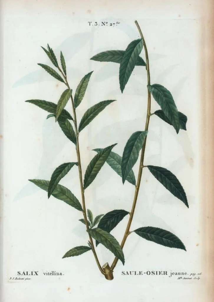 An illustration from Nouveau Duhamel, 1801, leaf 162