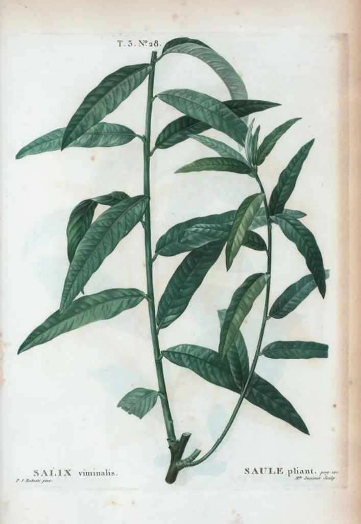 An illustration from Nouveau Duhamel, 1801, leaf 163