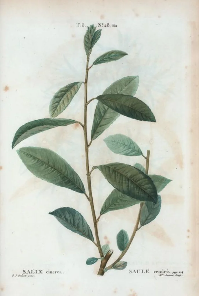 An illustration from Nouveau Duhamel, 1801, leaf 164