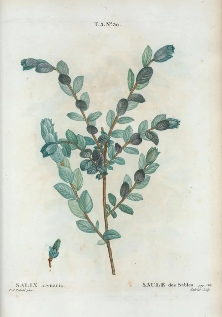An illustration from Nouveau Duhamel, 1801, leaf 166