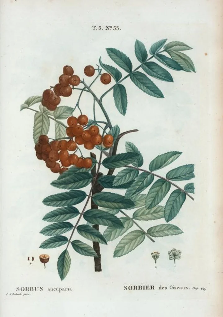 An illustration from Nouveau Duhamel, 1801, leaf 167