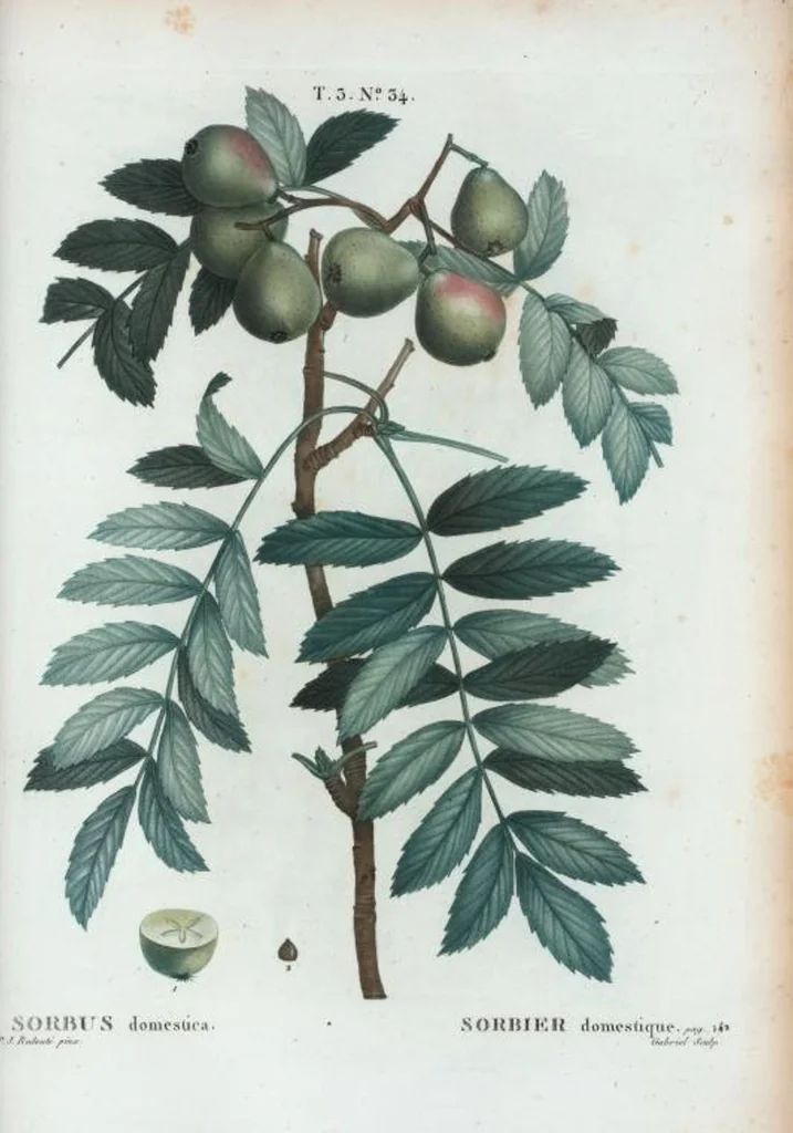 An illustration from Nouveau Duhamel, 1801, leaf 168