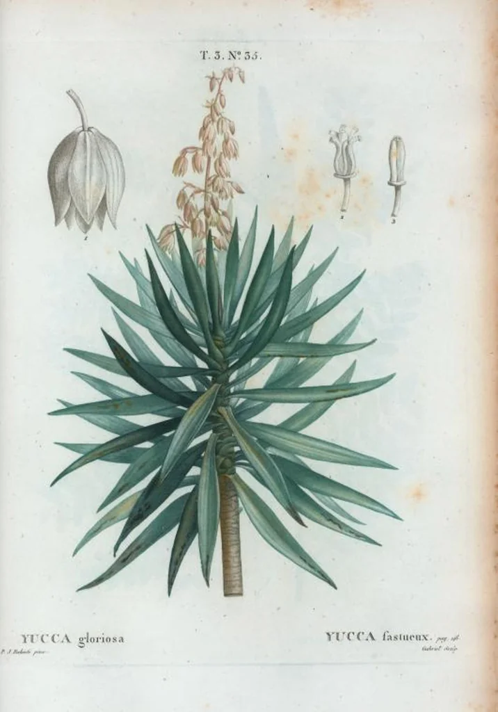 An illustration from Nouveau Duhamel, 1801, leaf 169