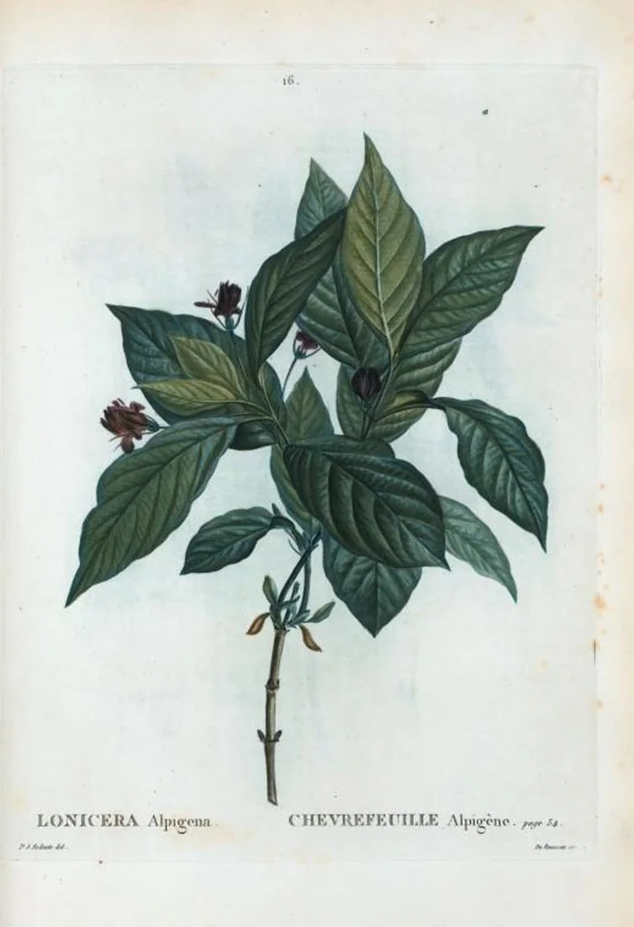 An illustration from Nouveau Duhamel, 1801, leaf 17