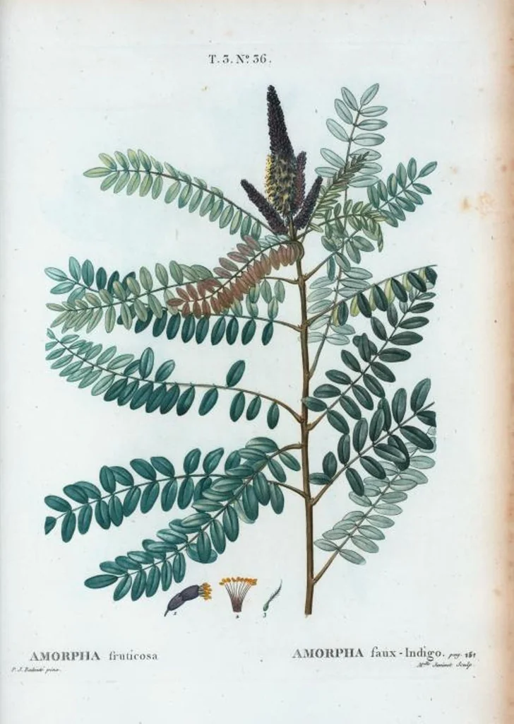 An illustration from Nouveau Duhamel, 1801, leaf 170