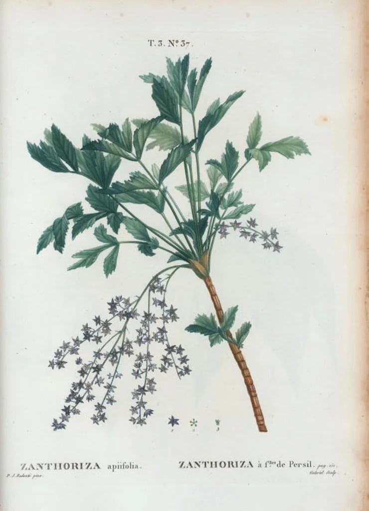 An illustration from Nouveau Duhamel, 1801, leaf 171