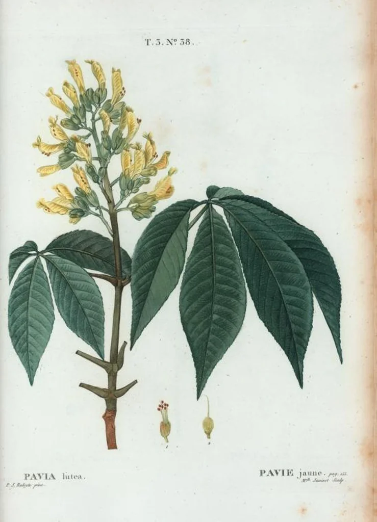 An illustration from Nouveau Duhamel, 1801, leaf 172