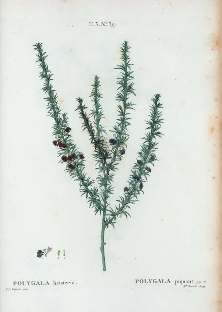 An illustration from Nouveau Duhamel, 1801, leaf 173