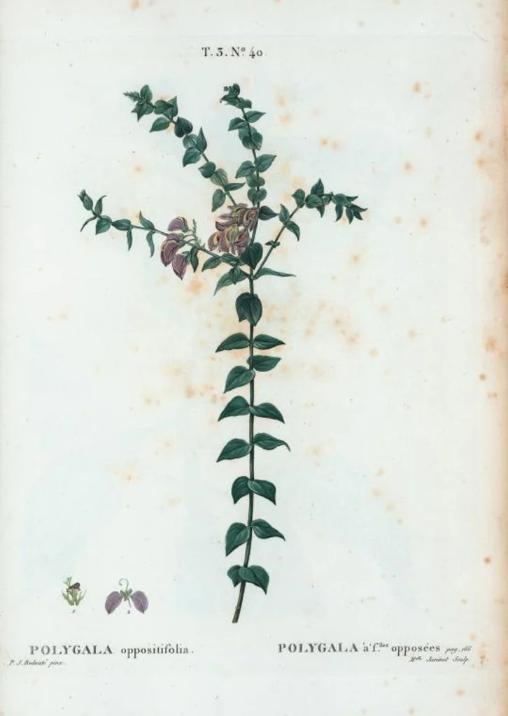 An illustration from Nouveau Duhamel, 1801, leaf 174