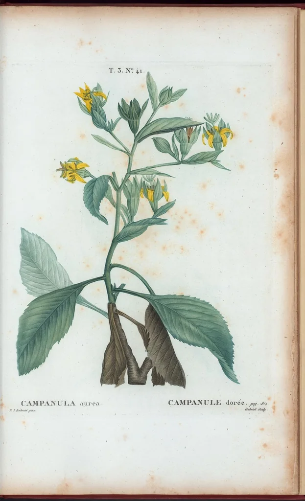 An illustration from Nouveau Duhamel, 1801, leaf 175
