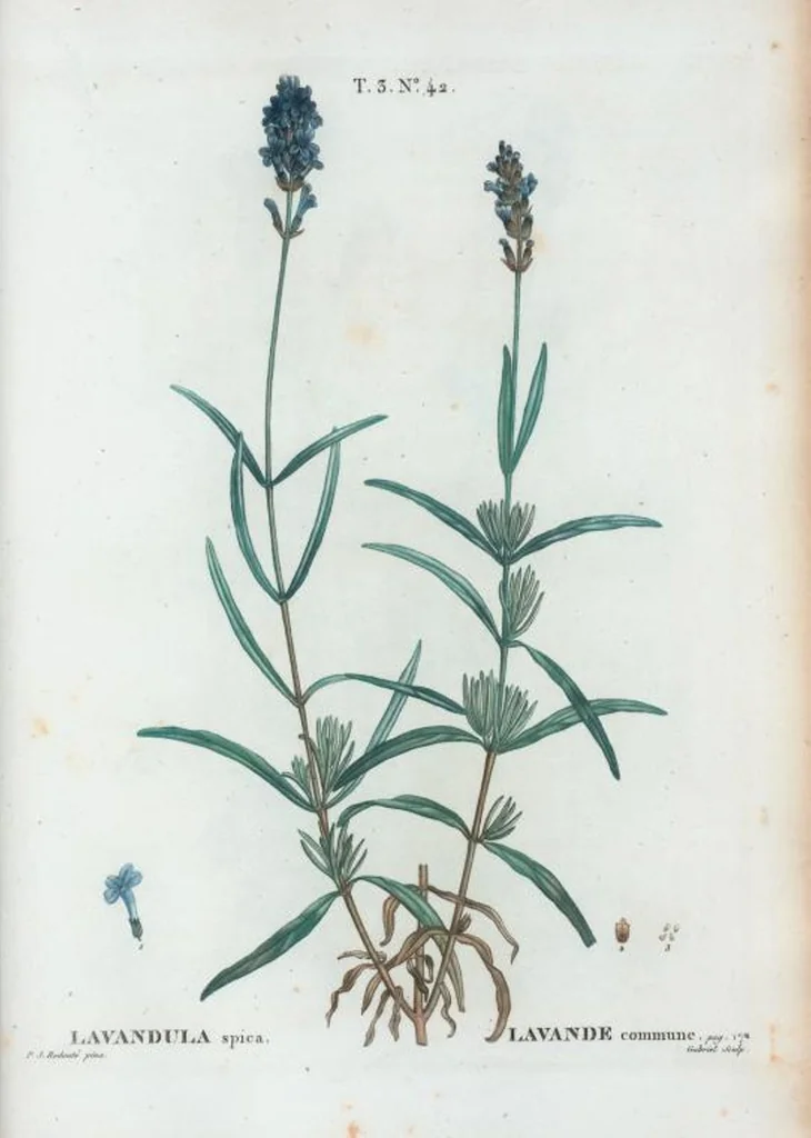 An illustration from Nouveau Duhamel, 1801, leaf 176