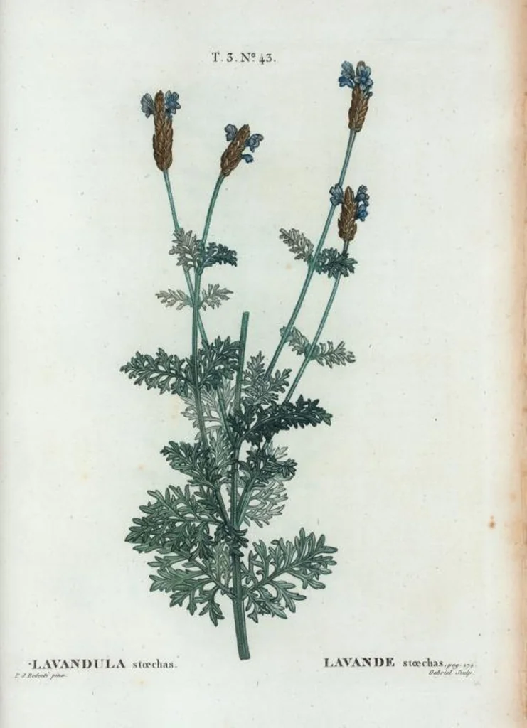 An illustration from Nouveau Duhamel, 1801, leaf 177